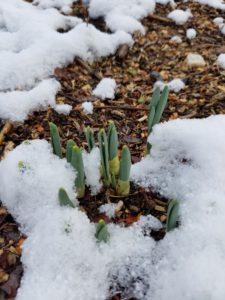 Bulbs pushing up through some late January snow in my yard.