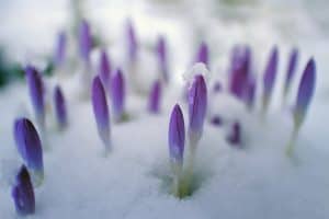 Flowers blooming in the snow as a fertility symbol of Imbolc