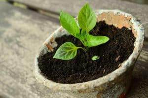 planting seedlings as imbolc ritual