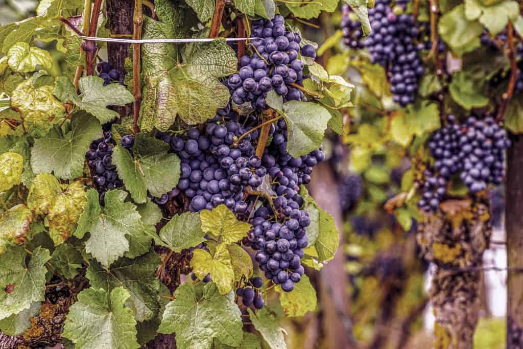 Grapes and grapevines are symbols of Mabon and of fertility. 