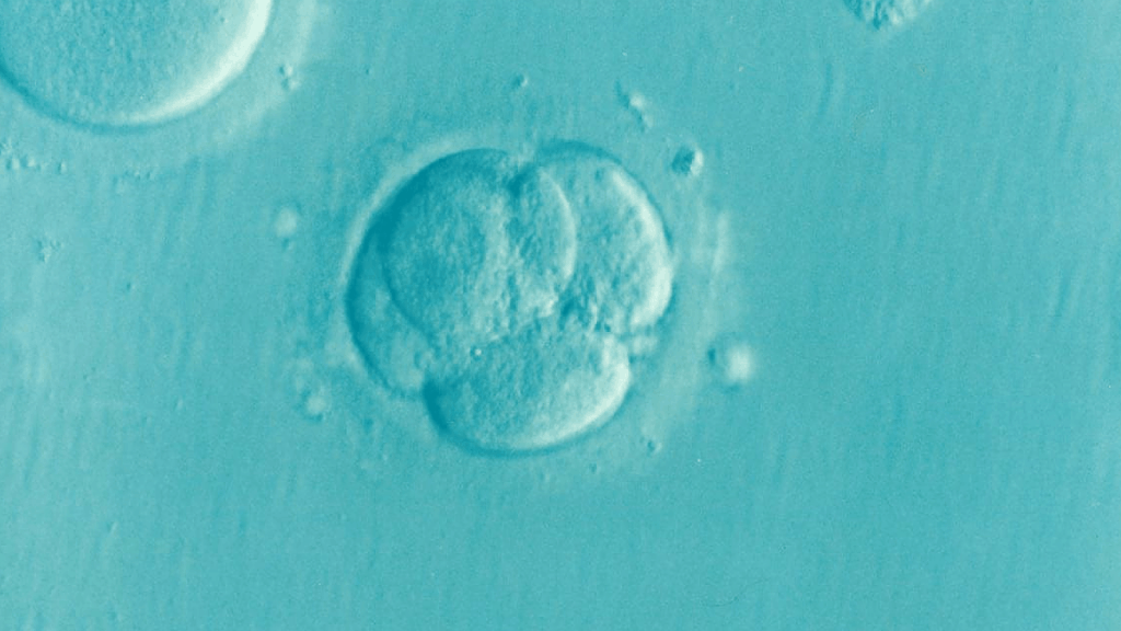 CoQ10 before IVF for infertility can boost egg quality, egg count, number of eggs fertilized, and response to stimulation! 