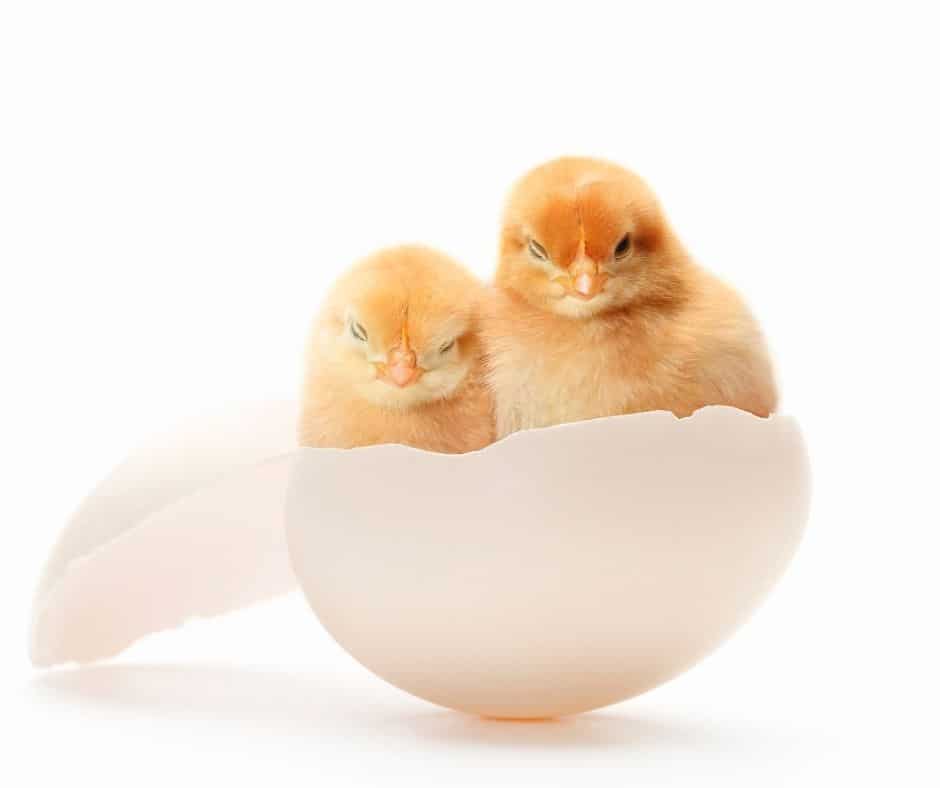 Babies and baby chicks as Easter fertility symbols