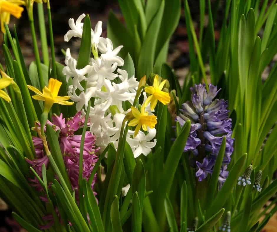 Flowers as Fertility Symbols of Eastertime