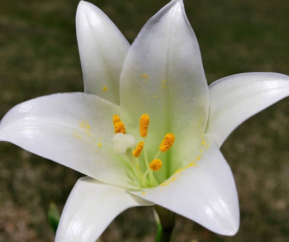 The Easter Lily as Fertility Symbol