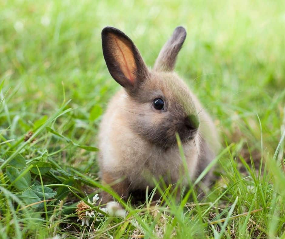 The Easter Bunny as a Fertility Symbol