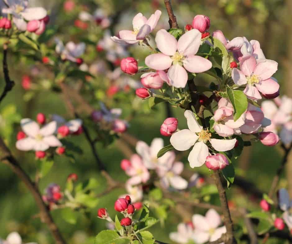 Celebrating Beltane: Pink Flowers